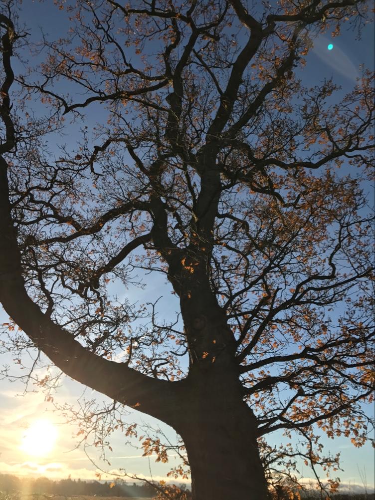 This image has an empty alt attribute; its file name is plant-a-tree-onie-tibbitt.jpeg